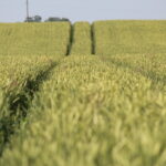 Lietuvos ūkių ekonominis portretas: bendra VED vertė pasiekė 2,84 mlrd.