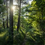 Miškams veisti ir atkurti – daugiau kaip 3,7 mln. eurų