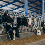 Pieno ūkiams – daugiau kaip 30 mln. Eur: avansinė parama