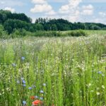 Sutvarkytų pievų su gamtiniais objektais nuotraukų pateikimo terminas – iki
